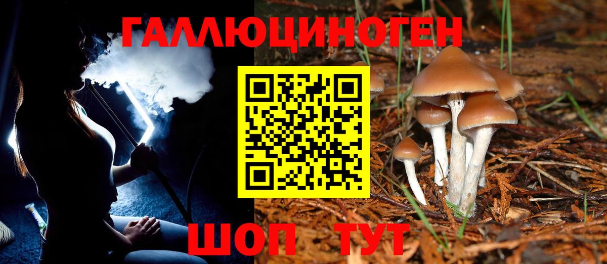 наркошоп  Галлюциногенные грибы Psilocybe  Астрахань  Галлюциногенные грибы Psilocybe 